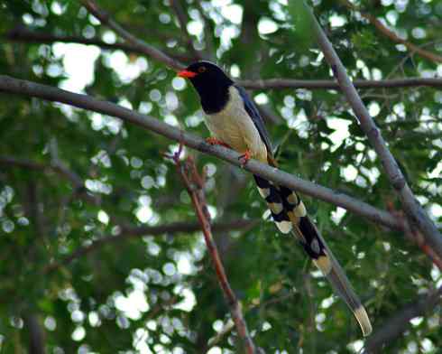 红嘴蓝鹊(组图,9张图片) 红嘴蓝鹊(组图,9张图片)