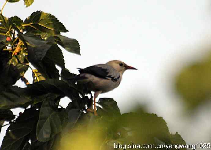 桑树上的北椋鸟、丝光椋鸟