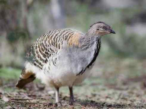 另类鸟类建筑师之二（褐背拟地鸦、雪雀）