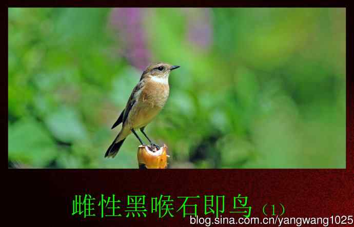 雌性黑喉石即鸟（1）