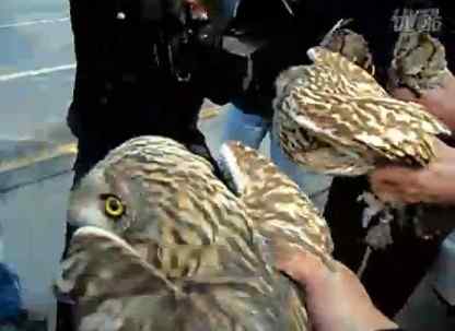【视频】武汉东湖鸟语林虐鸟,15只猫头鹰全部死亡