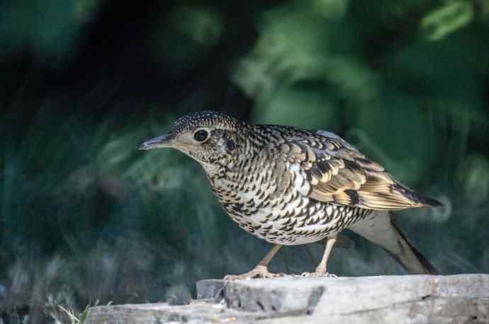 终于在阳光下拍到虎斑地鸫