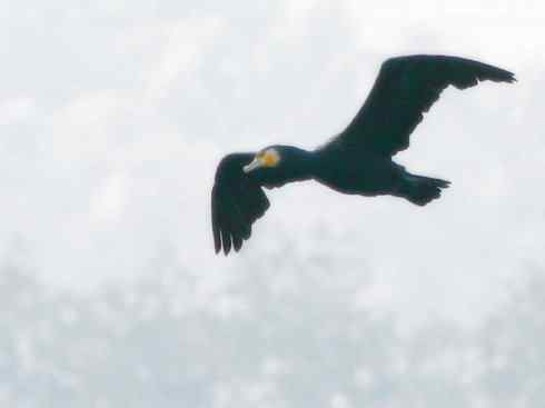 家禽驯化之源之四