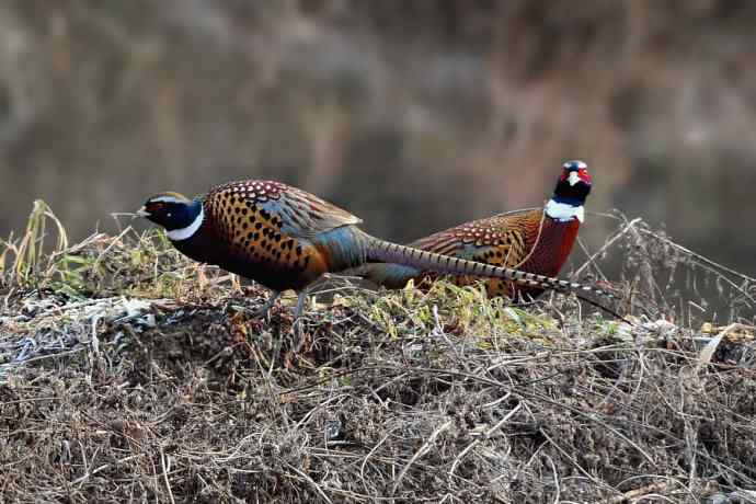 偶遇雉鸡