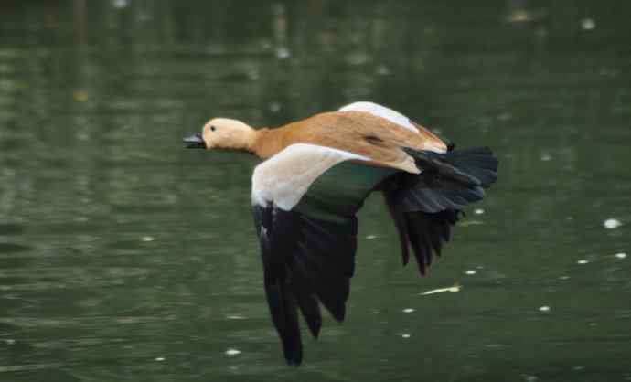 飞(赤麻鸭)1 飞(赤麻鸭)1