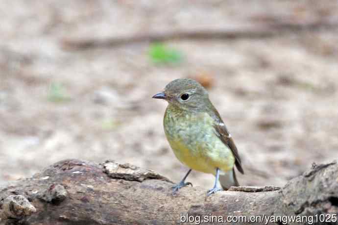 雌性白眉姬鹟（17）
