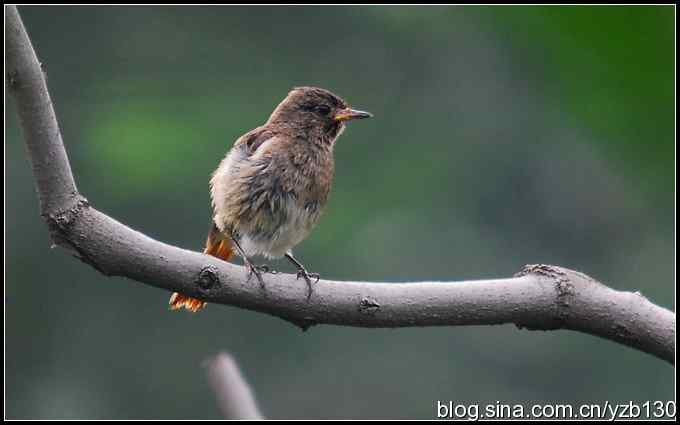 金海湖的鸟（6）鈥斺斀鸪崛傅龋ㄗ橥迹