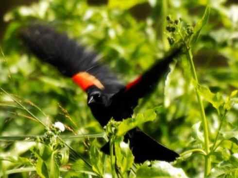 雀鸟也彪悍:小鸟也疯狂(红翅黑鹂) 雀鸟也彪悍:小鸟也疯狂(红翅黑鹂——拟鹂科的战斗种族)