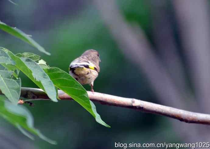 北京天坛公园的鸟类——羽翼未丰的金翅鸟