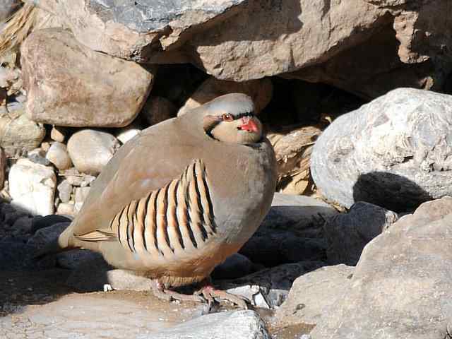 石鸡 wbr. wbr时机