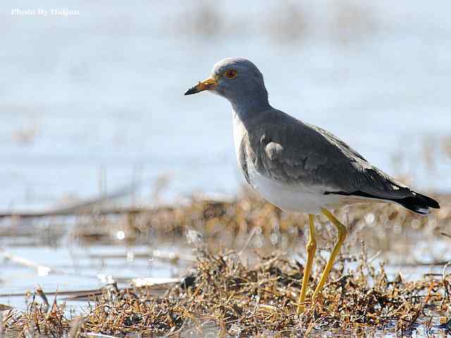 风乍起 wbr吹皱一湖碧水(观赏灰头麦鸡)
