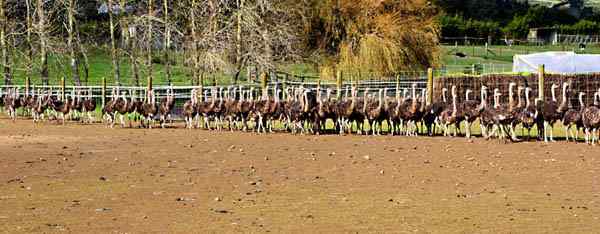 闯入新西兰鸵鸟园