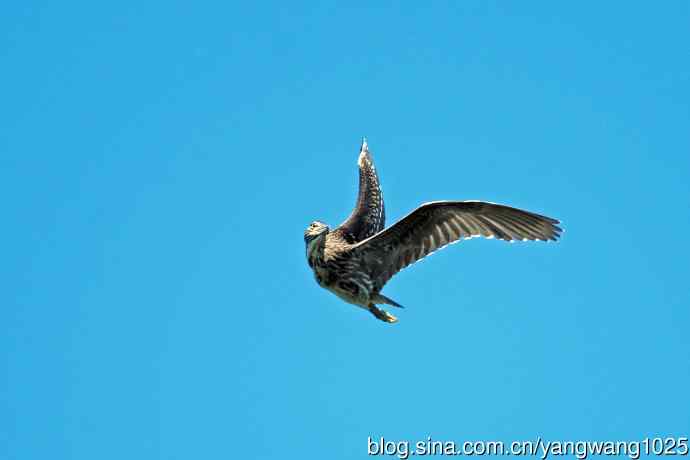 飞(夜鹭)76 飞(夜鹭)76