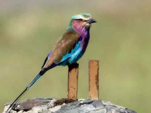 绝色攀禽：佛法僧目之佛法僧2