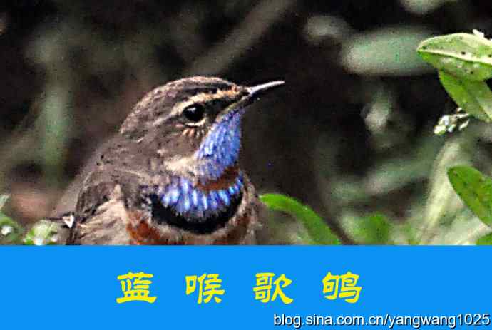 蓝喉歌鸲 wbr2