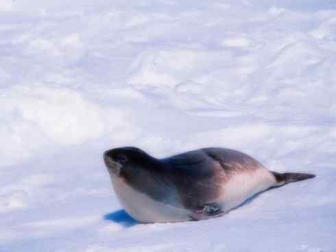 自然奇观：动物大迁徙(鳍足类)