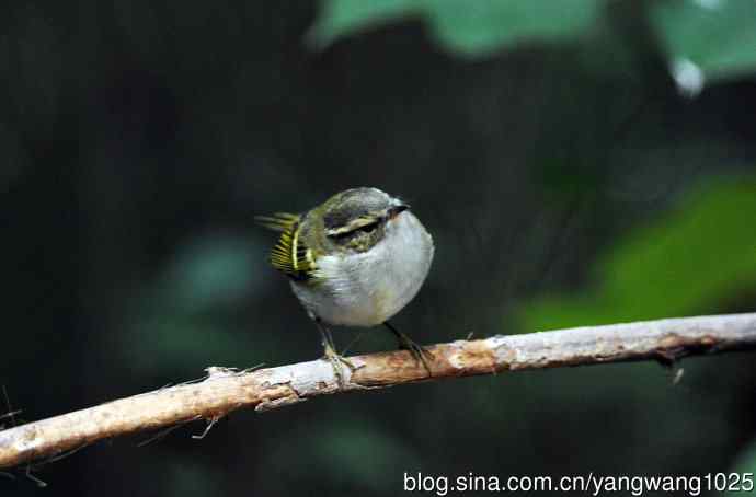 黄眉柳莺（22）