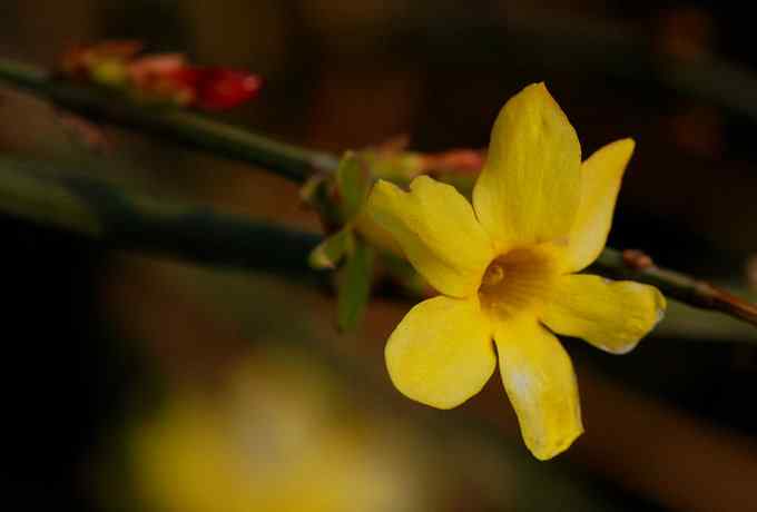 莲花池四月的花鸟