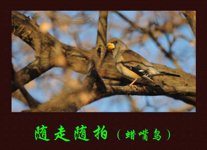 北京动物园的鸟类——随走随拍（蜡嘴鸟）