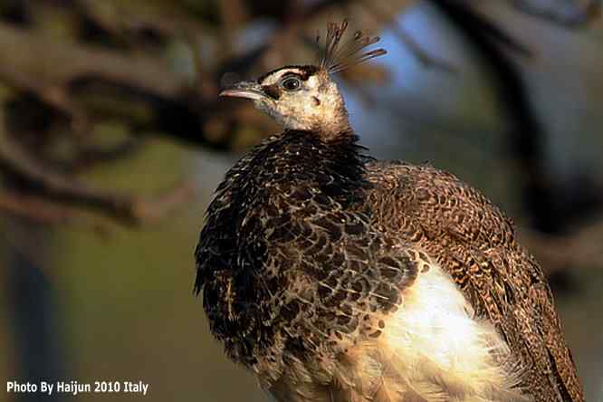 【亚平宁半岛之旅 wbr. wbr鸟鸟猎摄】
