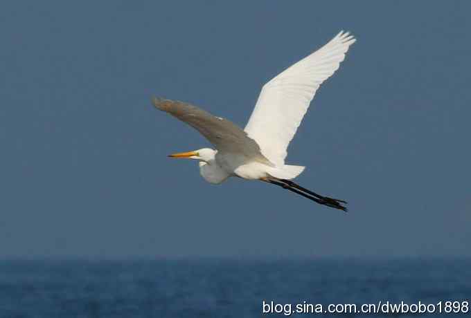 白鹭鸶飘然欲仙
