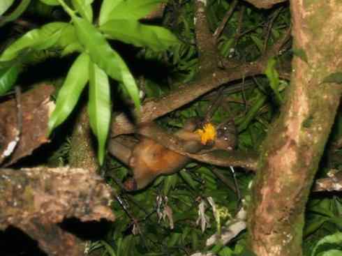 十大喜食蜂蜜动物：蜜熊