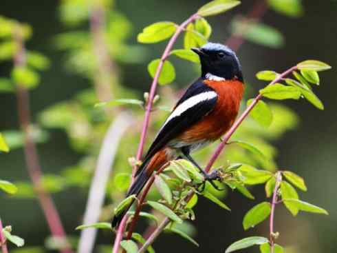 雀鸟也彪悍：谁怕谁（鹊鸲）