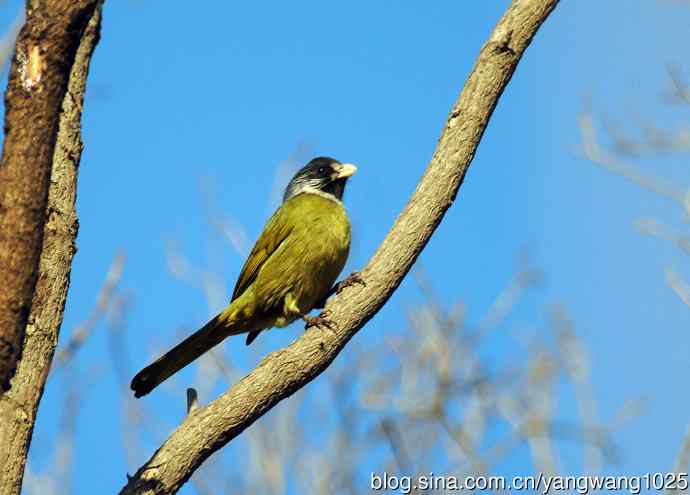 领雀嘴鹎(3) 领雀嘴鹎(3)