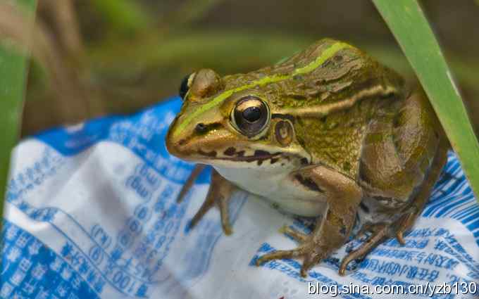 七里海周边鈥湻街酃扳澊蚰