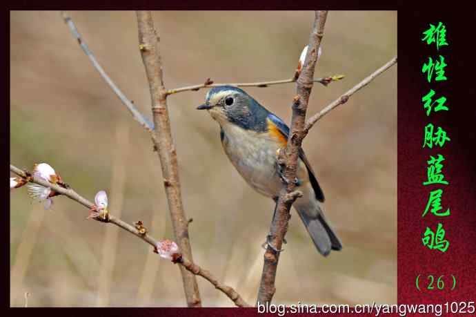 雄性红胁蓝尾鸲（26）