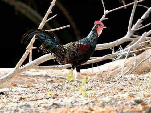 凤凰：传说的鸟原型探秘（原鸡）
