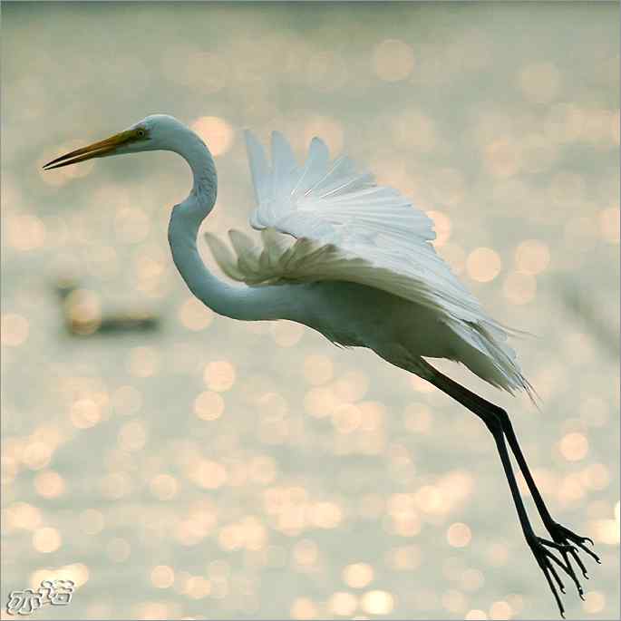 白鹭捕红鱼 白鹭捕红鱼