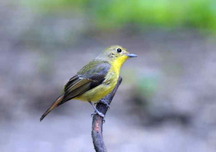 雌性绿背姬鶲（1）