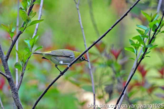 红胁绣眼鸟(11) 红胁绣眼鸟(11)