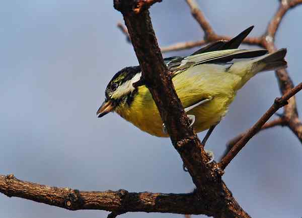 北京植物园赏鸟（三），黄腹山雀（组图）