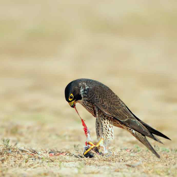 晨光中的游隼大块朵颐