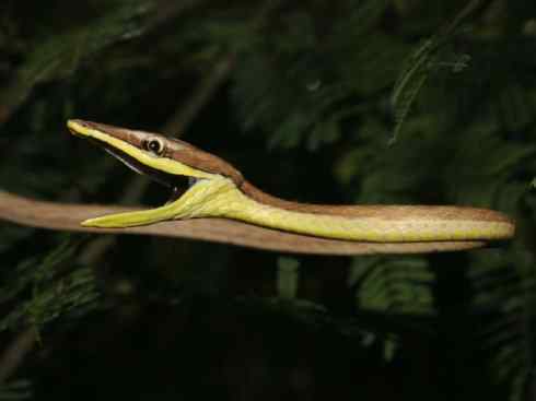 龙:传说的兽原型探秘(树蛇类) 龙:传说的兽原型探秘(树蛇类)