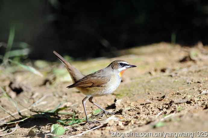 红喉歌鸲（16）