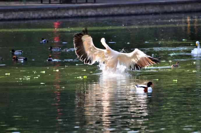 再拍鹈鹕 wbr wbr13