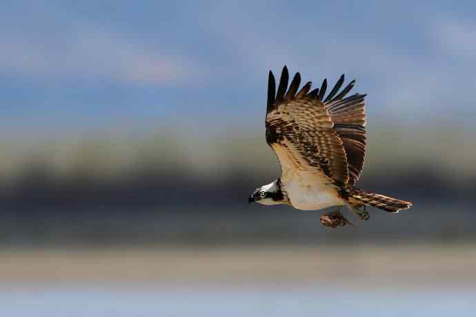 鹗（Pandion wbrhaliaetus）鈥斺斏阌谝把己