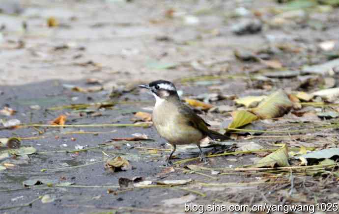 白头鹎bei（白头翁）