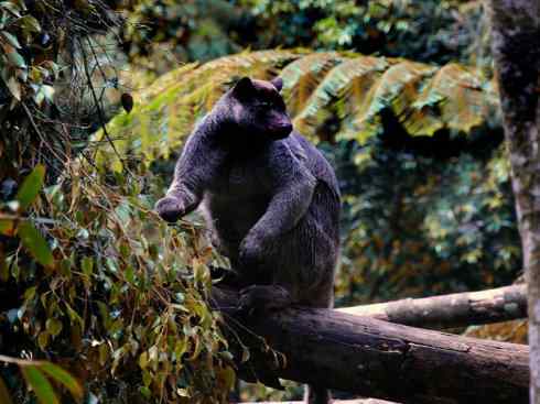 盘点十二大著名食蚁动物：袋食蚁兽