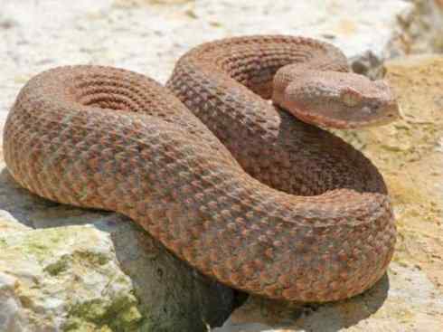 龙：传说的兽原型探秘（蝰蛇类）