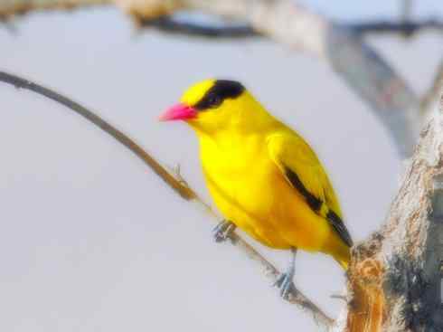 家禽驯化之源之三十一