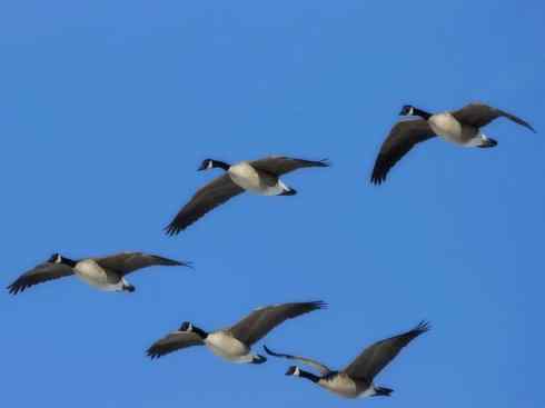 自然奇观：动物大迁徙(游禽)