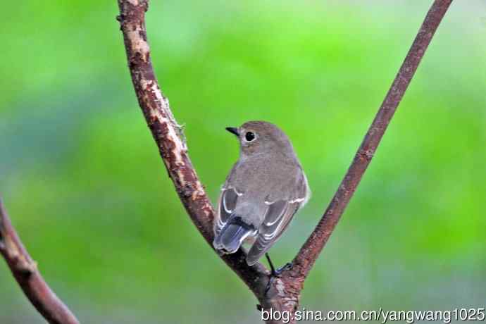 秋天的红喉姬鹟（6）
