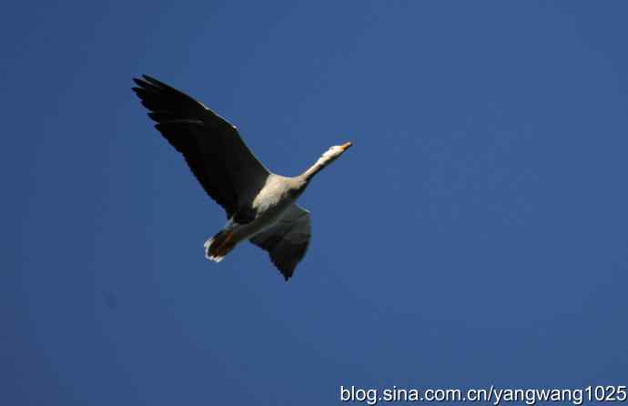 飞 wbr(斑头雁) wbr2 飞 wbr(斑头雁) wbr2