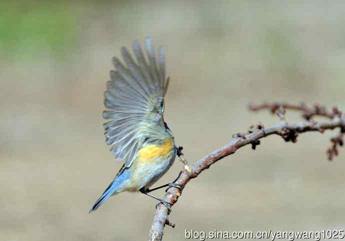 雌性红胁蓝尾鸲(38)