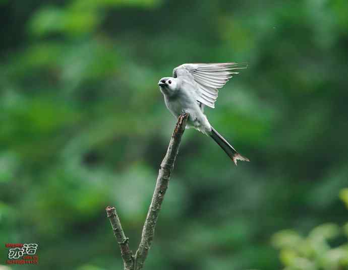 河南董寨&nbsp;wbr路&nbsp;wbr灰卷尾