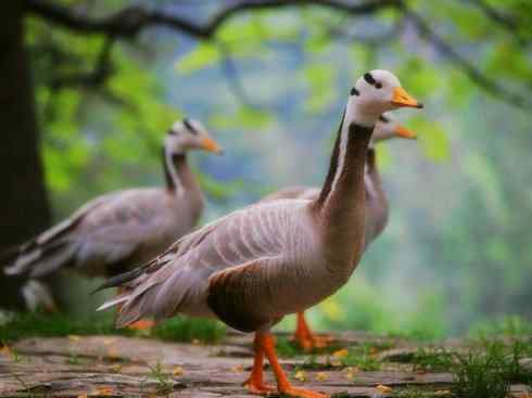 家禽驯化之源之十三（大雁、丹顶鹤）